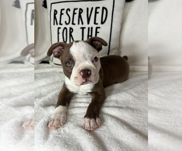 Medium Photo #3 Boston Terrier Puppy For Sale in GREENFIELD, IN, USA