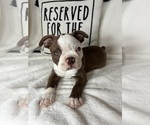 Small #2 Boston Terrier