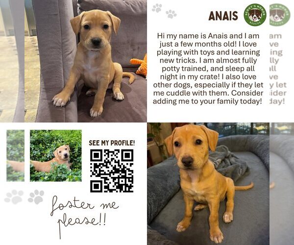 Medium Photo #9 Mutt Puppy For Sale in Houston, TX, USA