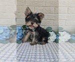 Small #5 Yorkshire Terrier