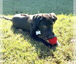 Small Photo #4 Labrador Retriever-Unknown Mix Puppy For Sale in Holly Springs, NC, USA