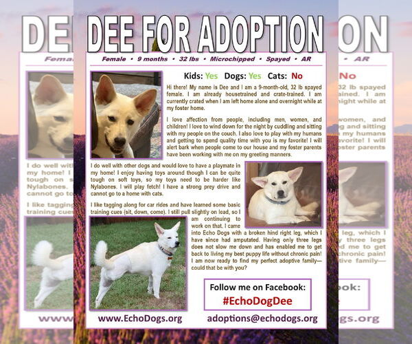 Medium Photo #4 Unknown-white german shepherd Mix Puppy For Sale in Hoffman Estates, IL, USA
