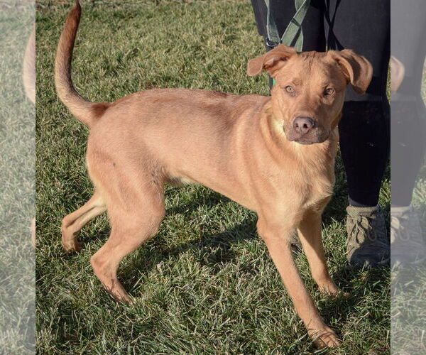 Medium Photo #2 Labralas Puppy For Sale in Huntley, IL, USA