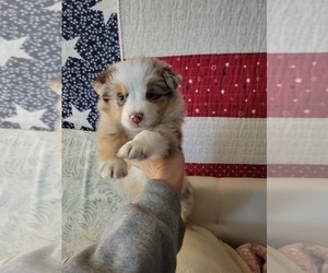 Miniature Australian Shepherd Puppy for Sale in WILLIAMSBURG, Colorado USA