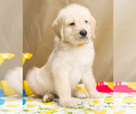 Small Photo #10 Labradoodle Puppy For Sale in PEYTON, CO, USA