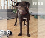 Small #1 American Pit Bull Terrier-Chocolate Labrador retriever Mix