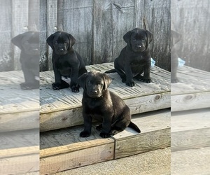 Labrador Retriever Puppy for Sale in LISBON, Connecticut USA