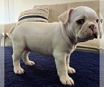 Small #5 French Bulldog