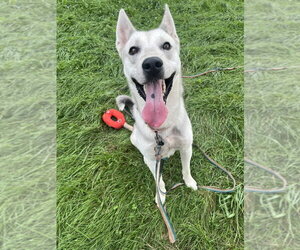 Siberian Husky-Unknown Mix Dogs for adoption in Springdale, PA, USA