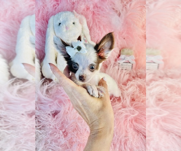 Medium Photo #14 Chihuahua Puppy For Sale in THONOTOSASSA, FL, USA