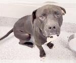 Small #2 Mutt