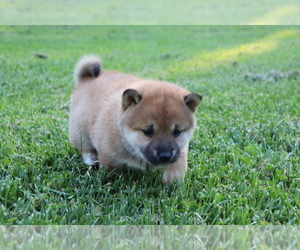 Shiba Inu Puppy for sale in SHILOH, OH, USA