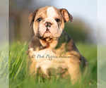 Small #1 Bulldog