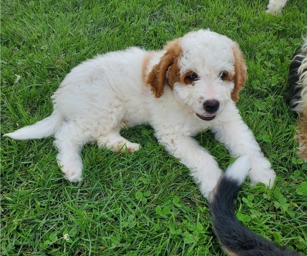 Medium Photo #21 Bernedoodle (Miniature) Puppy For Sale in LEETONIA, OH, USA