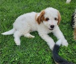 Small #20 Bernedoodle (Miniature)