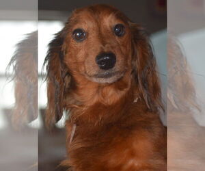 Dachshund Dogs for adoption in Shelbyville, TN, USA