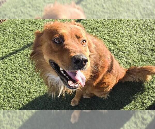 Medium Photo #1 Chow Chow-Golden Retriever Mix Puppy For Sale in HESPERIA, CA, USA