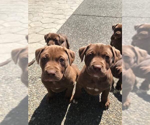 Medium Photo #3 American Bully-Labrador Retriever Mix Puppy For Sale in BLAINE, WA, USA