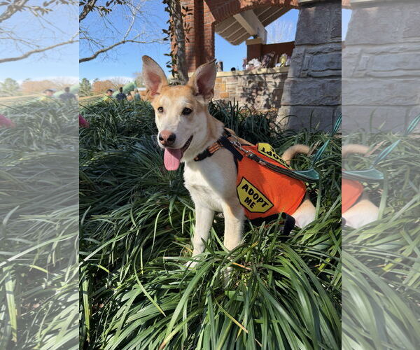 Medium Photo #5 Gerberian Shepsky Puppy For Sale in The Woodlands, TX, USA