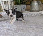Small #4 Boston Terrier