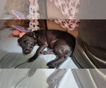 Small #6 Labrador Retriever Mix