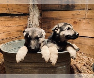 German Shepherd Dog Puppy for sale in WILDER, ID, USA