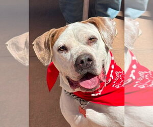 Charlotte - Adopt Me! - Female Bulloxer Dog for Adoption - Photo #33