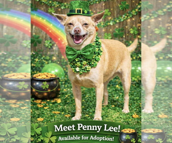 Medium Photo #1 Chihuahua Puppy For Sale in Garner, NC, USA