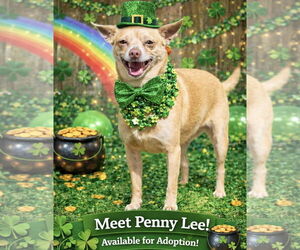 Chihuahua Dogs for adoption in Garner, NC, USA