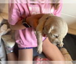 Small Photo #30 Golden Retriever Puppy For Sale in CHARLES TOWN, WV, USA