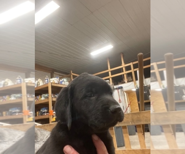 Full screen Photo #7 Labrador Retriever Puppy For Sale in SPRINGFIELD, IL, USA