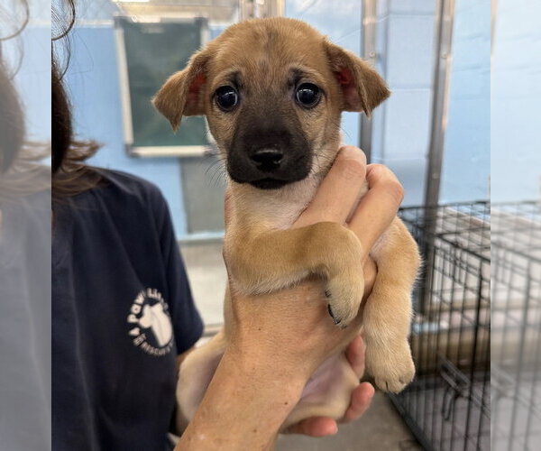Medium Photo #1 Chihuahua-Unknown Mix Puppy For Sale in Lakewood, CO, USA
