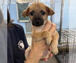Oliver - Male Chihuahua-Unknown Mix Dog for Adoption - Small photo
