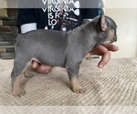 Small Photo #6 French Bulldog Puppy For Sale in HILTON, NY, USA