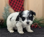 Small #4 Havanese