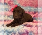 Small #2 Poodle (Standard)