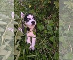 Puppy 3 Siberian Husky