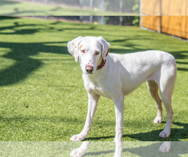 Medium Photo #5 Mutt Puppy For Sale in Hilton Head, SC, USA