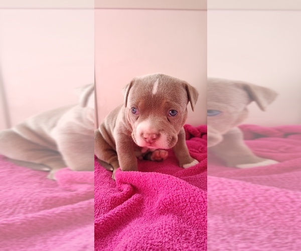 Medium Photo #11 American Bully Puppy For Sale in COUDERSPORT, PA, USA