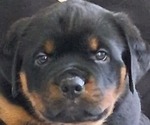 Small #12 Rottweiler