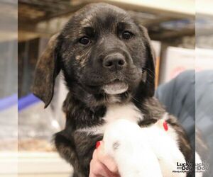 Labrenees Dogs for adoption in Washington, DC, USA