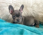 Small #13 French Bulldog