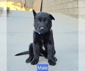 Medium Belgian Malinois