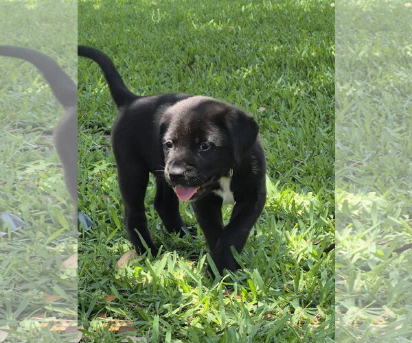 Medium Photo #1 Mutt Puppy For Sale in The Woodlands, TX, USA