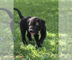 Small Mutt