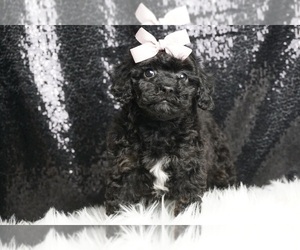 Poodle (Miniature) Puppy for sale in WARSAW, IN, USA