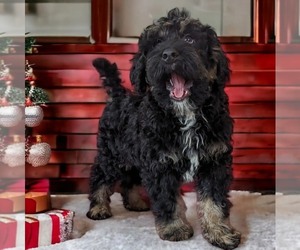 Miniature Bernedoodle Puppy for sale in PLACERVILLE, CA, USA