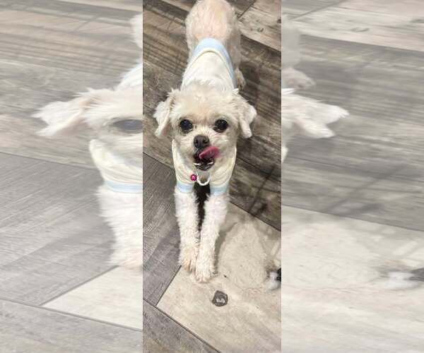 Medium Photo #3 Maltese-Unknown Mix Puppy For Sale in Mount Pleasant, SC, USA