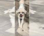 Small #2 Maltese Mix