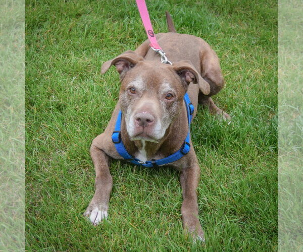 Medium Photo #5 American Staffordshire Terrier-Chocolate Labrador retriever Mix Puppy For Sale in Huntley, IL, USA